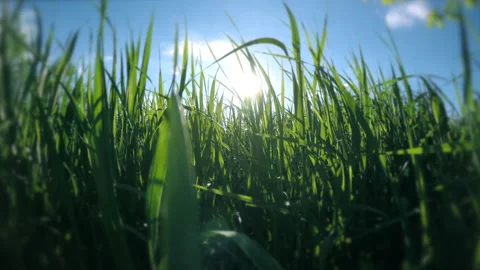 Low Angle of Grass on a Blue Sky Sunny Day Stock Footage 148666564