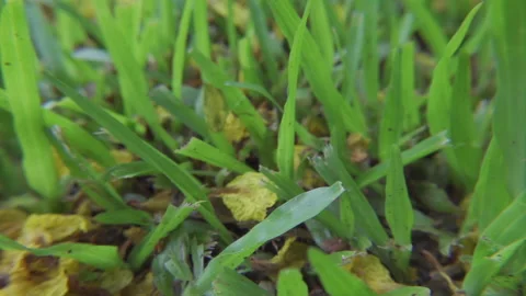 Low angle grass earth pan shot Stock Footage 184487379
