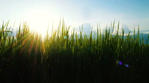 Low angle of grass with sun shining through 스톡 동영상 277069759
