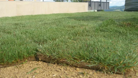 LOW ANGLE: Grass tiles get thrown on soil ground in backyard under construction. Stock Footage 167505388