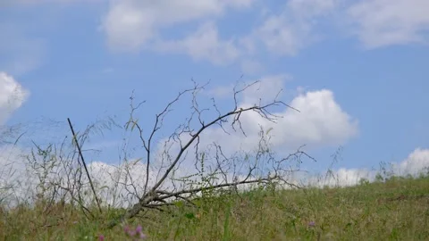 Low angle grass view Video stock 204078331