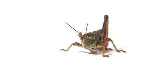 Low angle of grasshopper scratching head with front leg Stock Footage 46585771