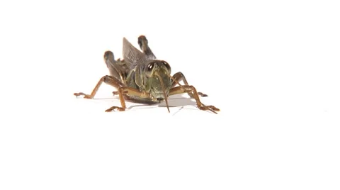 Low angle of grasshopper scratching head with front leg Stock Footage 46585780