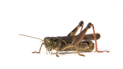 Low angle of grasshopper walking Stock Footage 46585776