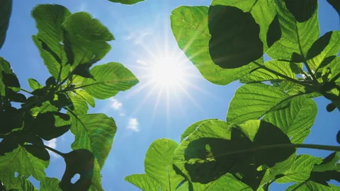 Low angle of green Amaranth plant in wind blowing with blue sky Stock Footage 155216007