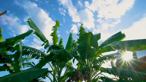 Low angle of green banana leaf in wind blowing on blue sky Stock Footage 166130476