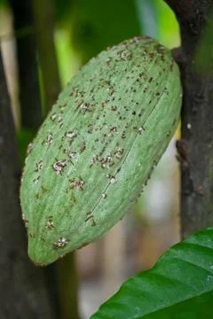 Low angle Green chocolate at an Acehnese farmer&amp;#039;s plantation Stock Photos