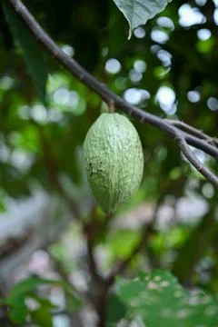 Low angle Green chocolate at an Acehnese farmer&amp;#039;s plantation Fotos Stock