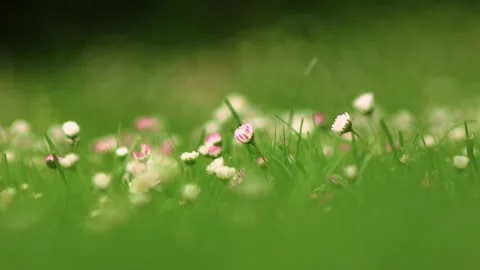 Low angle of green grass with flowering daisies Stock Footage 243124555