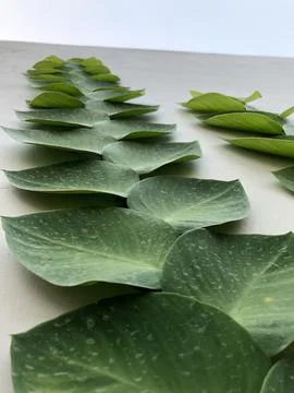 Low Angle Green Leaf Texture with Water Droplets Stock Photos