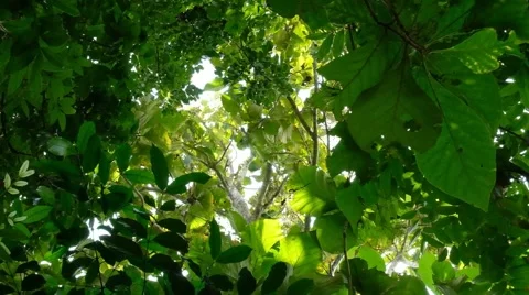 Low angle green leaves Stock Footage 151306190