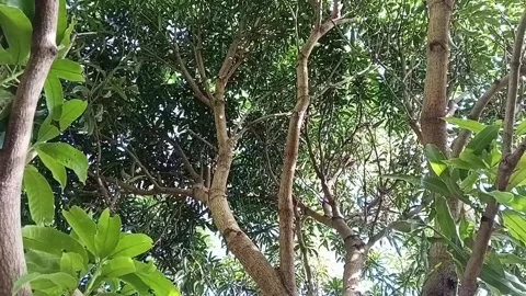 Low Angle of Green Mango Tree Branches Swaying in Wind Stock Footage 339911849