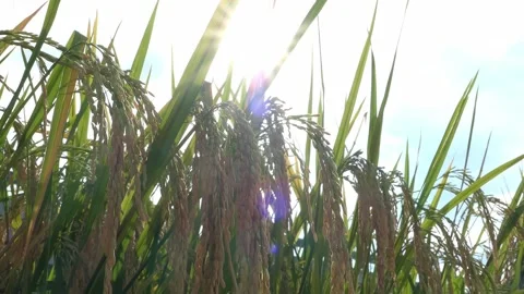 Low angle green paddy on field against the sun at horizontal composition Stock Footage 278349920