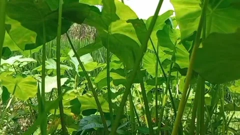 A low angle of green taro plants shows lush stems and leaves. Stock Footage 328450680