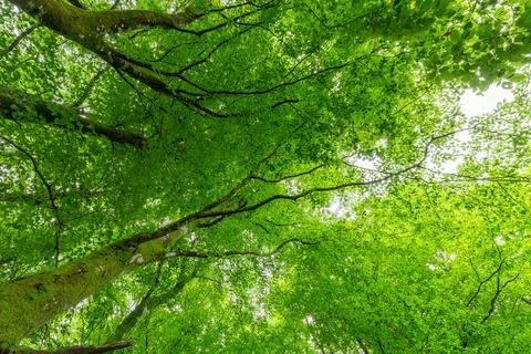 Low angle of green trees in a forest Stock Photos