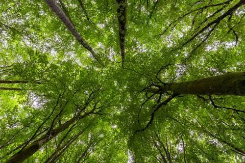 Low angle of green trees in a forest Stock Photos
