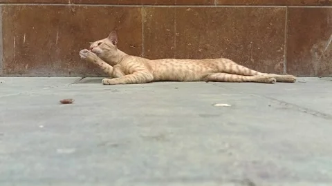 Low angle ground level lazy light ginger tabby cat relaxing on pavement Stock Footage 341683779
