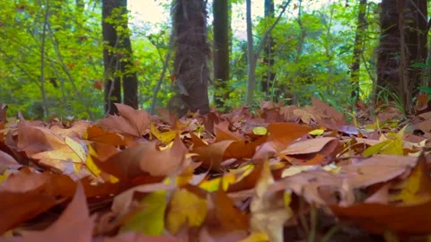 Low angle ground level shot of colorful autumn leaves covering a forest floor Stock Footage 342226965