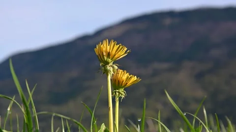 Low angle, ground level view of yellow dandelion in springtime Stock Footage 190022588
