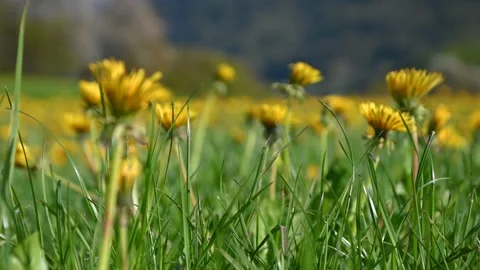 Low angle, ground level view of yellow dandelion in springtime Stock Footage 190023214