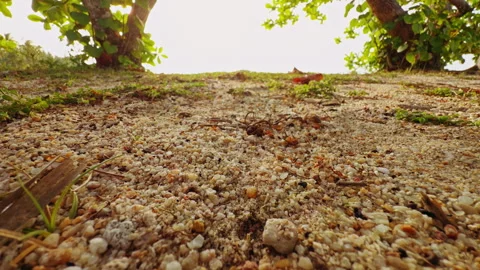 Low Angle Ground Level View Of Sandy Tropical Soil With Red Ant Moving Across Wa Stock Footage 330885520