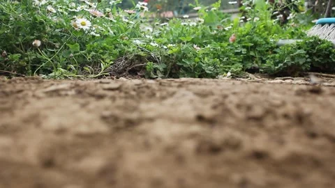 Low angle ground level view of garden soil and white wildflowers Vidéo 348268583