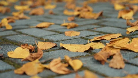 Low Angle Ground View of Golden Fallen Leaves Blanketing Autumn Forest Floor Stock Footage 341916342