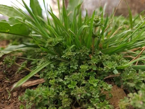 Low Angle Ground View of Small Green Plants and Grass Growing in Garden Soil Stock Photos