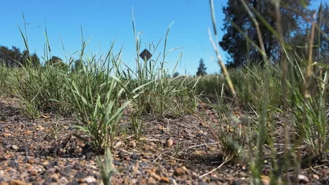 Low Angle Ground View Through Dry Grass with Blurred Road Sign Stock Footage 336205504