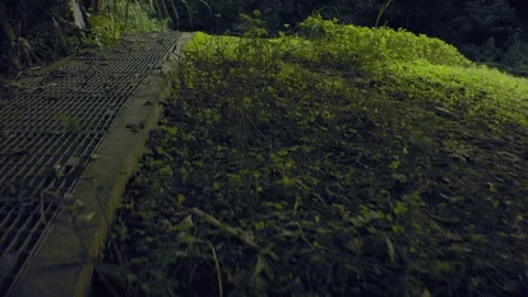 Low angle ground walking view of tropical plant forest Stock Footage 179506436