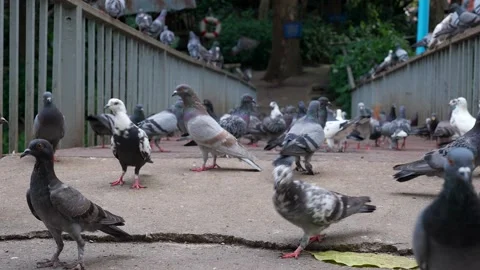 Low angle group pigeons walking at the ground. 動画素材 248666293