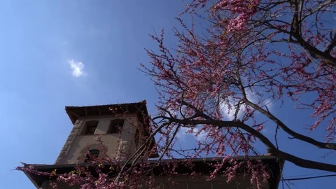 Low angle handheld shot of blossom tree against blue sky Stock Footage 120154470