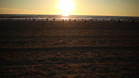 Low angle handheld shot of seagulls on a beach at sunset Stock Footage 58645097