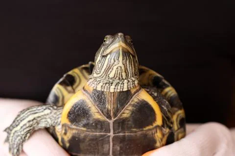 Low angle: head, shell, and front legs visible. Emphasis on texture, scales,  Stock Photos