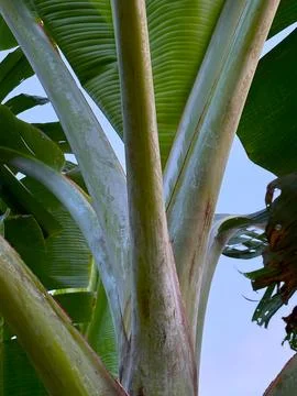 Low angle high resolution shows the textured trunk and leaves of a banana tre Foto stock
