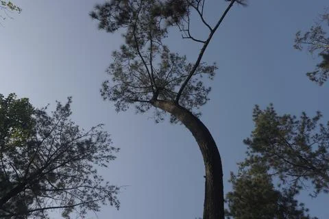 Low angle high tall tropical tree with dark sky 스톡 사진