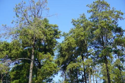 Low angle high tall tropical tree with dark sky 스톡 사진
