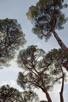 Low angle of high trees in a Roman garden Stock Photos