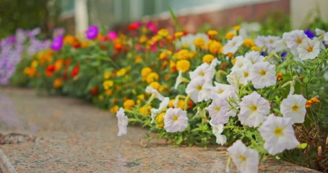 Low angle horizontal shot of white petunias and random flowers blooming in .. Stock-Footage 342005248