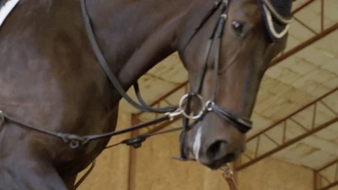 Low angle horse warm up in equestrian barn Stock Footage 81595471