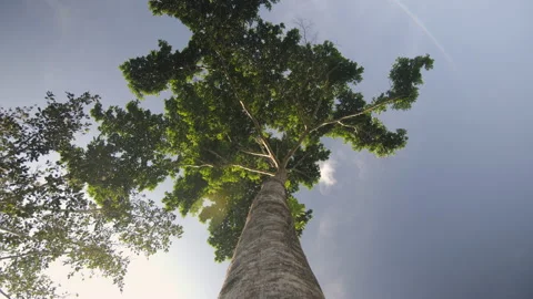 Low angle of a huge tree in a cocoa forest, in Ivory Coast Stock Footage 220794709