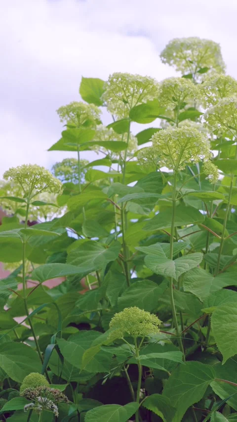 Low-angle hydrangea shrubs with pale-green spherical blooms rising against soft  Stock Footage 342054183