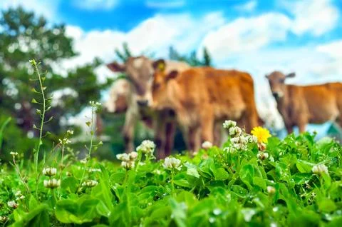 Low Angle Image of Blurred Curious Calves Looking Into the Camera Stock Photos