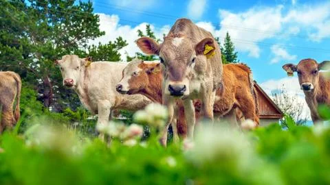 Low Angle Image of Curious Calves with Yellow Ear Tags Looking Stock Photos