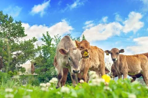 Low Angle Image of Curious Calves with Yellow Ear Tags Looking Stock Photos