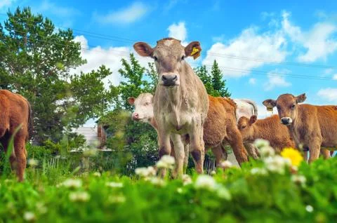Low Angle Image of Curious Calves with Yellow Ear Tags Looking Stock Photos