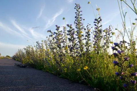Low angle image of flowers along roadside Stock Photos