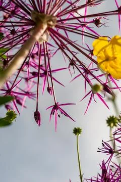 Low angle image of purple flower head Stock Photos