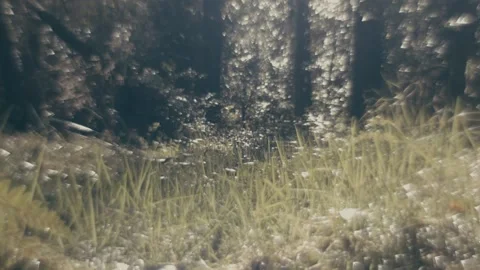 Low Angle Irish Bokeh Forest Stock Footage 236147211