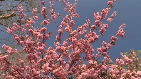 Low angle of Japanese Cherry Blossoms against blue sky Stock Footage 315656590